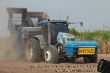 New Holland Zuckerrohr pflanzen_03.JPG
