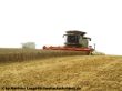 Bild 33- Matthias Lange hat ein Bild von 2 Lexion 600 getarnt als 580er gemacht